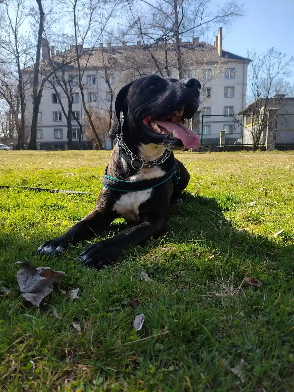 Premier Dog Parks at work