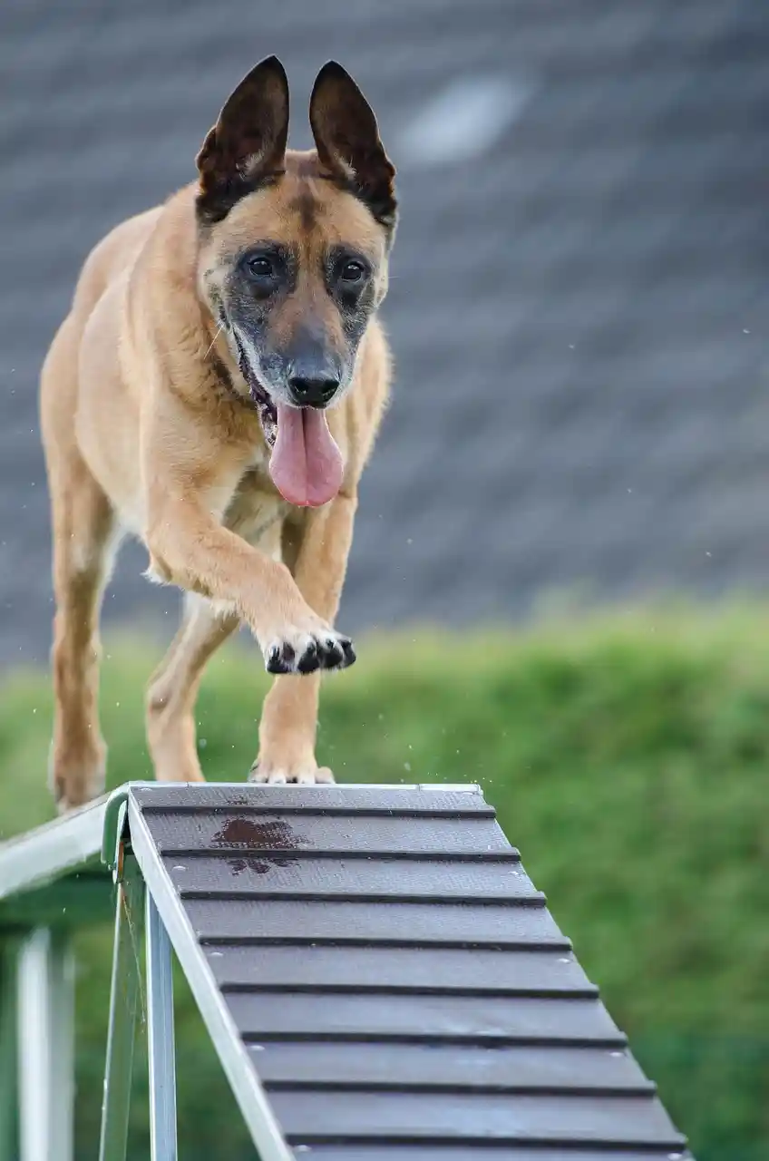 Premier Dog Training at work