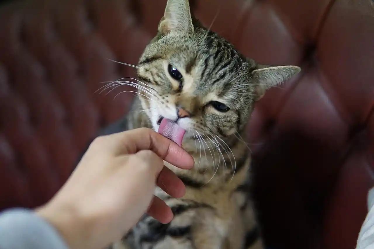 Premier Pet Grooming at work