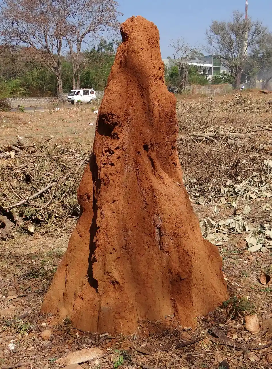 Premier Termite Control at work
