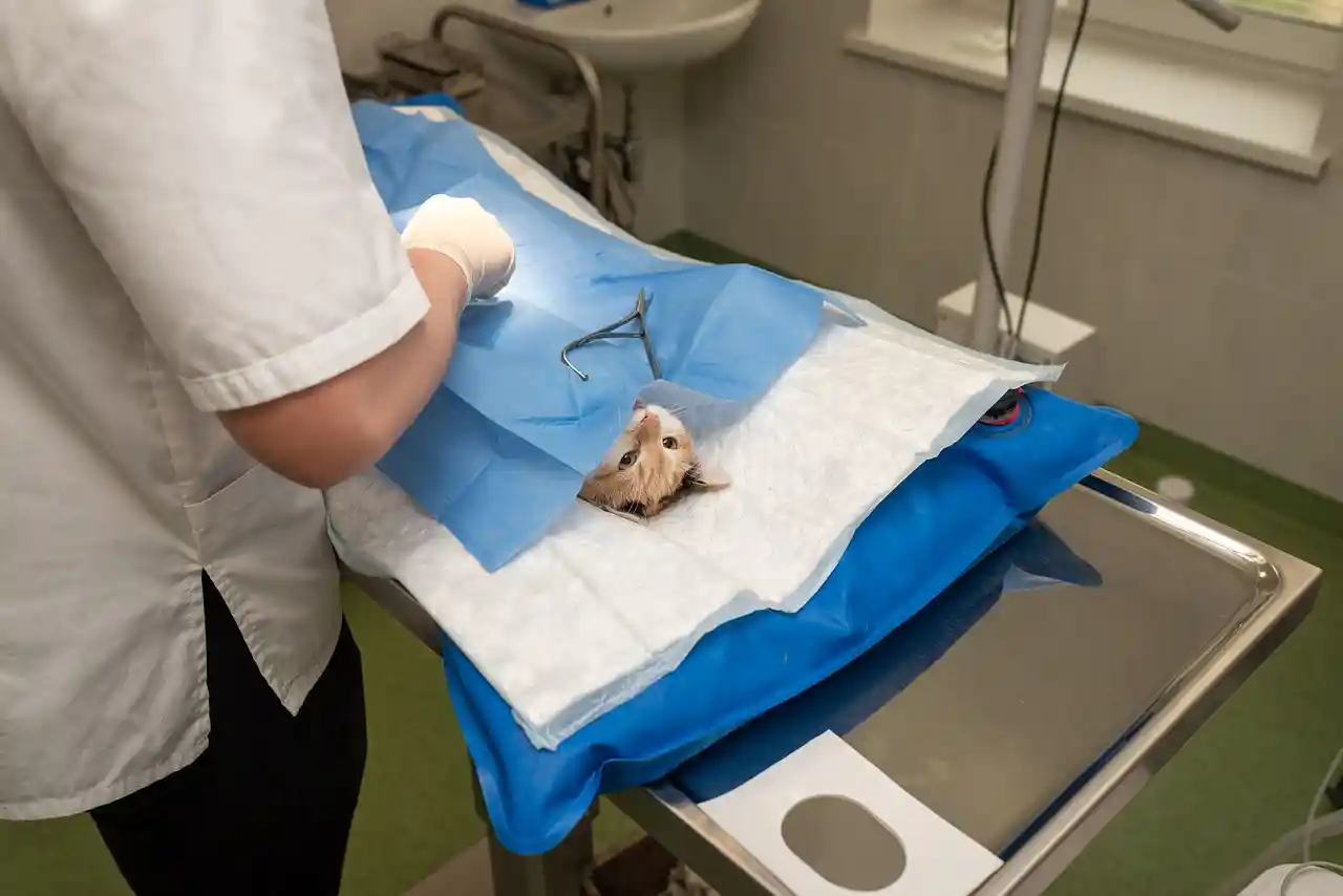 Premier Veterinary Clinics at work