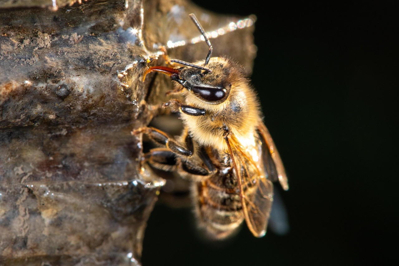Bee Removal