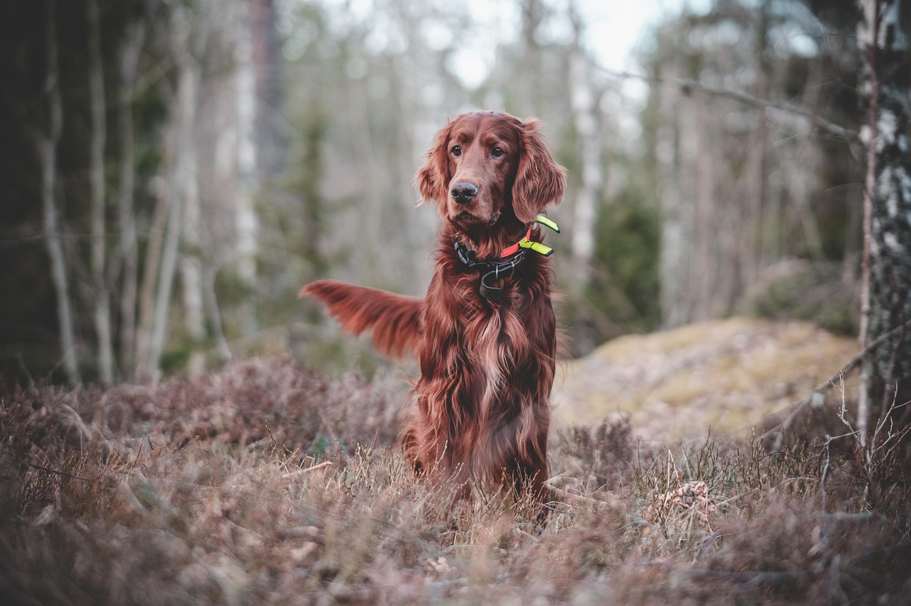 Dog Training