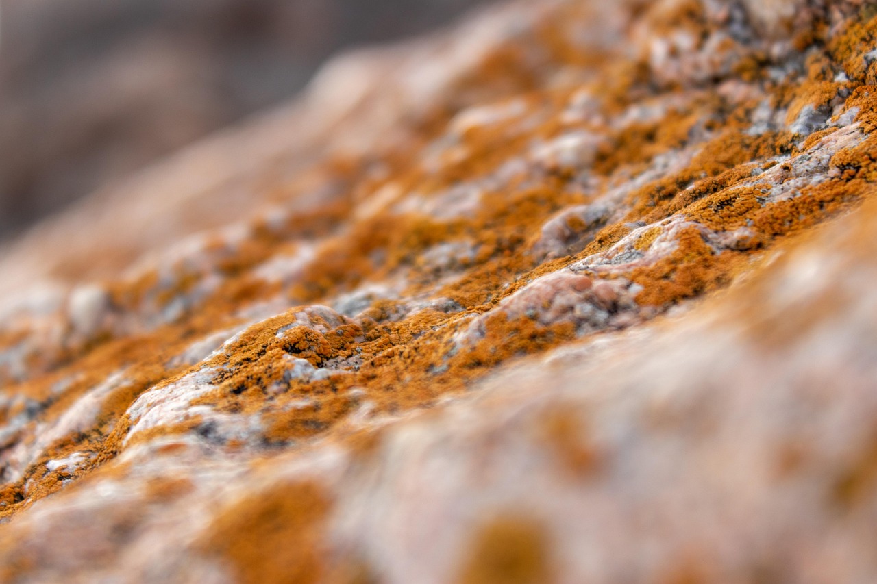 Mold Remediation