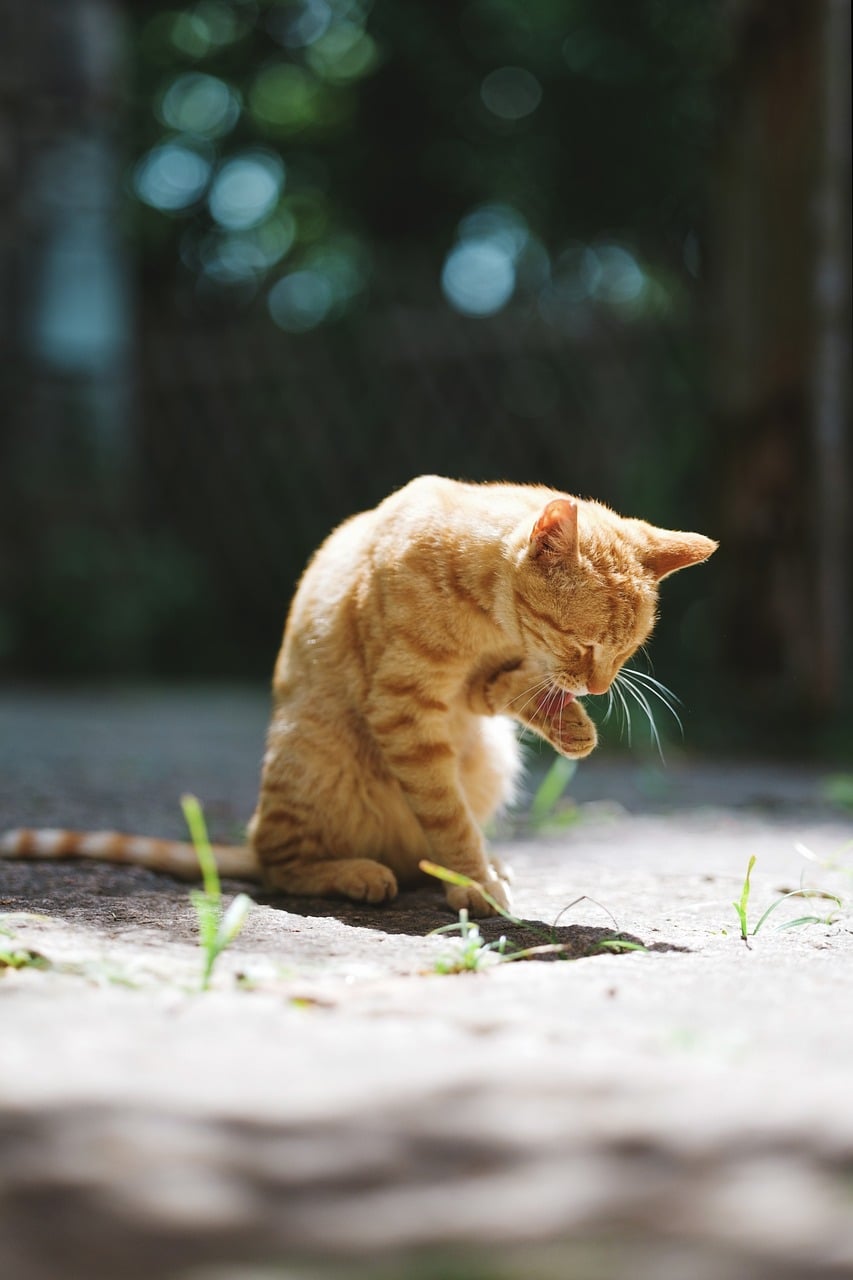 Pet Grooming