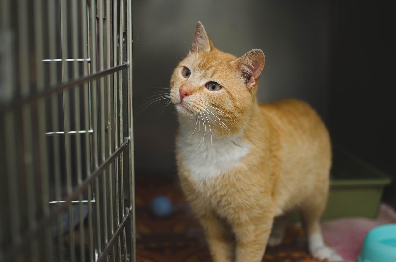 Veterinary Clinics