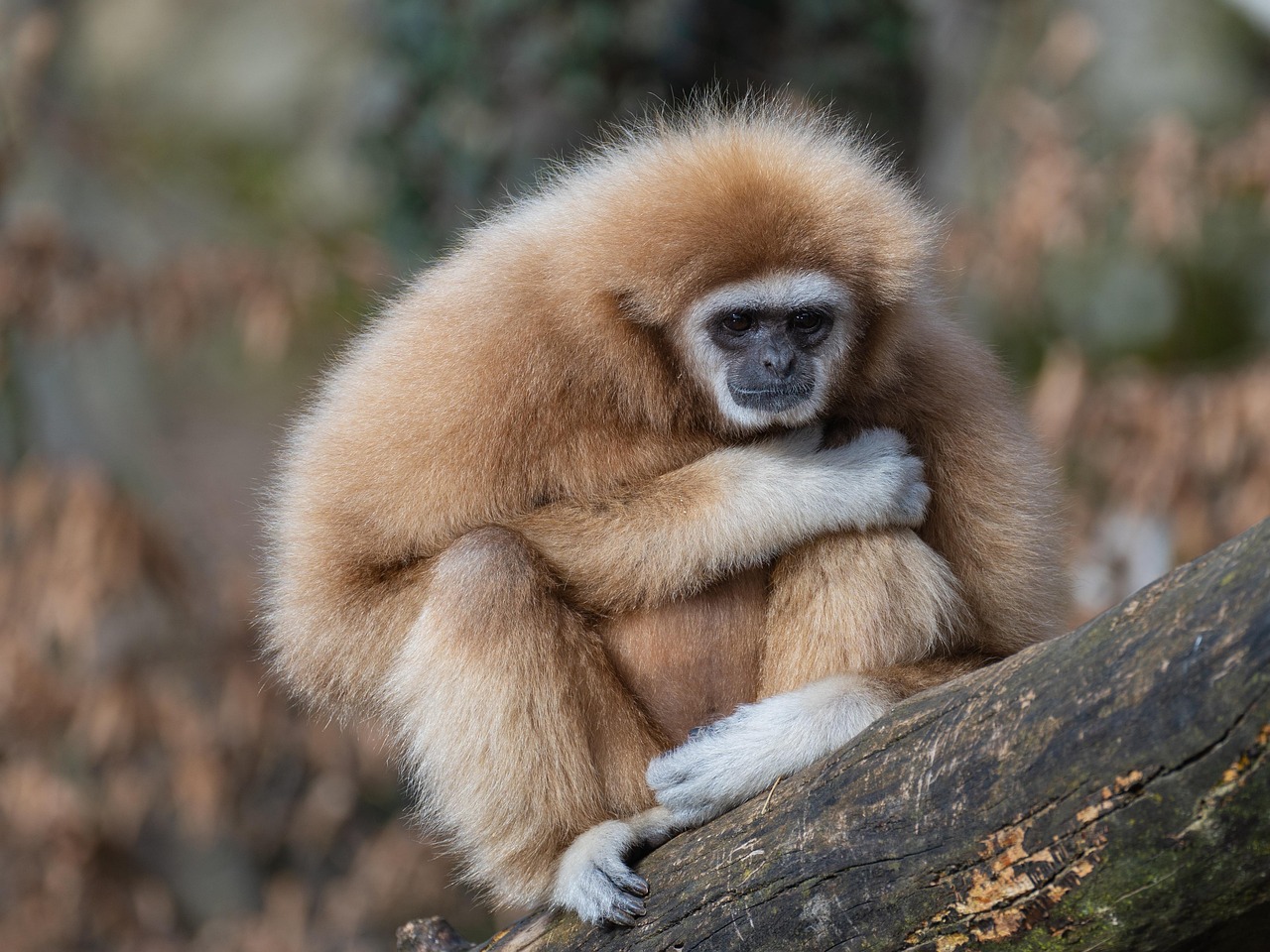 Zoos